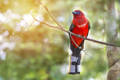 咬鹃,夏天,鸟类,红色,头球,早晨,动物身体部位,野外动物,自由,热带气候