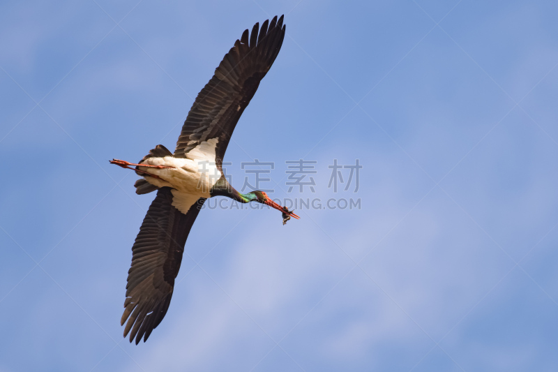 黑鹳鸟,青蛙,动物嘴,死亡的动物,野生动物门,鹳,野生动物保护,鸟巢,濒危物种,小鸟