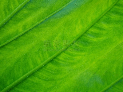 植物,叶子,人的耳朵,象,农业,热带气候,泰国,枝繁叶茂,马蹄莲,热带树