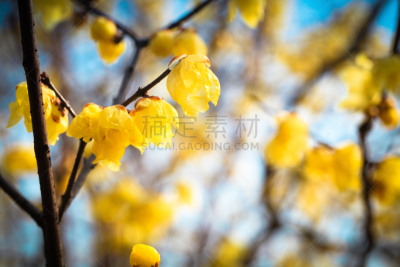 芳香的,水平画幅,无人,特写,植物,冬天,枝,植物学,灌木