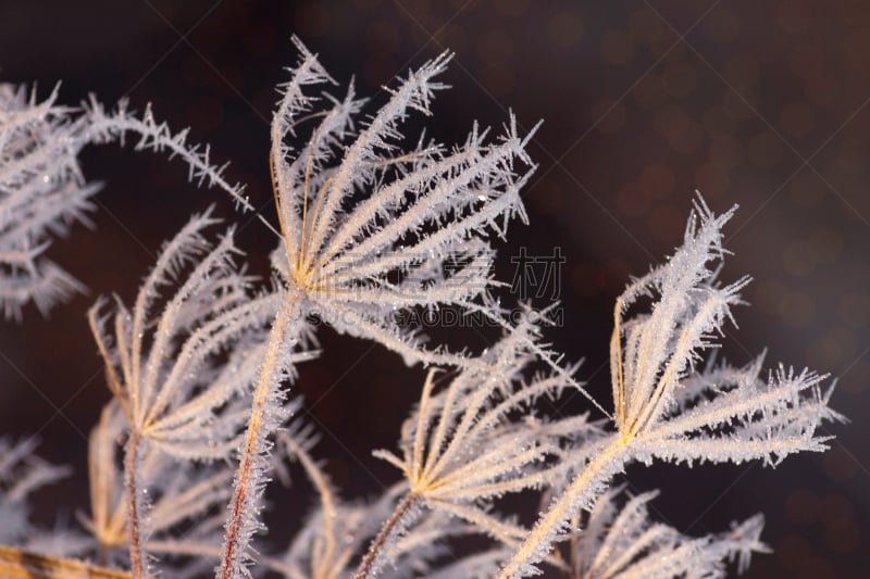 Frosty flower heads under blue skies