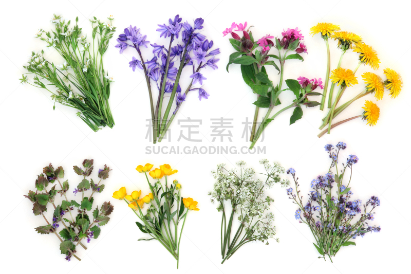 野花,春天,蜡烛花,峨参,勿忘我,野风信子,温带的花,美,芳香的,水平画幅