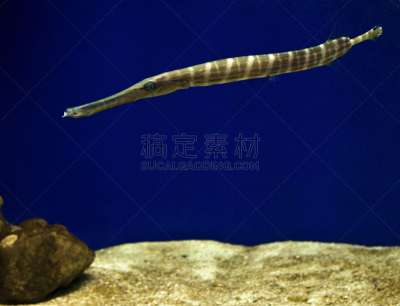 斑点管口鱼,自然,野生动物,水平画幅,尖的,无人,水下,异国情调,海鱼,长笛