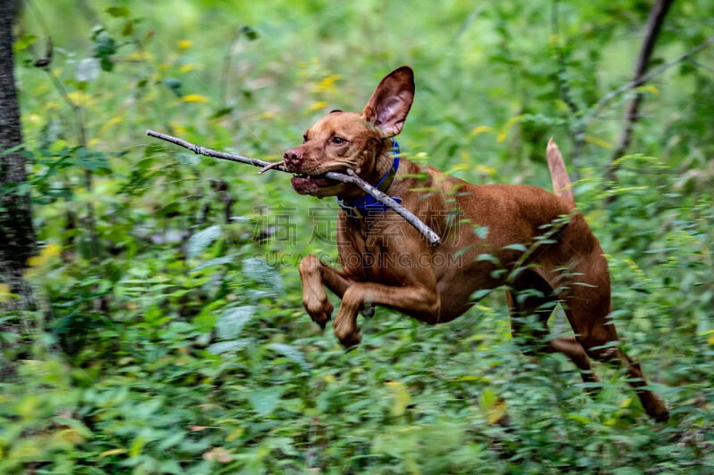 维希拉猎犬,天空,草地,美国,水平画幅,地形,无人,户外,草,犬科的