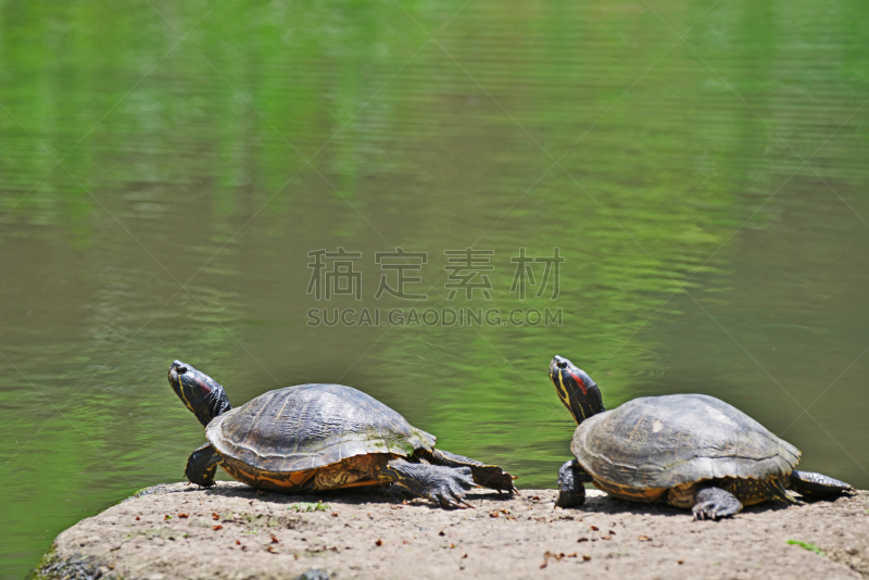 水,海龟,野生动物,水平画幅,日本,野外动物,巴西龟,户外,被抛弃的,滑龟