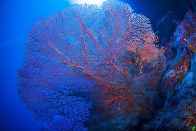 石帆珊瑚虫,度假胜地,水平画幅,婆罗洲岛,水下,野外动物,颊纹鼻鱼,异国情调,马来西亚,放松