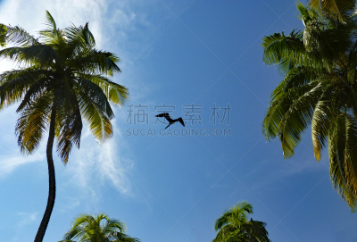 鸬鹚,半月岛,天空,水平画幅,the cayes,伯利兹,摄影,飞