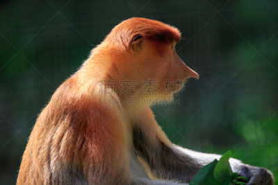 长鼻猴,特写,肖像,图像,谭中阜廷种植园,水平画幅,智慧,婆罗洲岛,猴子,南太平洋
