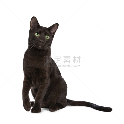 可爱的,绿色眼睛,白色背景,哈瓦那棕猫,小猫,研磨食品,看,分离着色,嬉戏的,坐