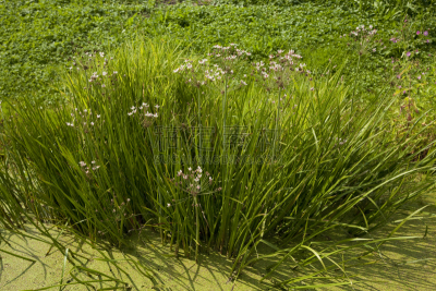 Flowering Rush,浮萍,穗,自然,水,水平画幅,绿色,无人,花序,花