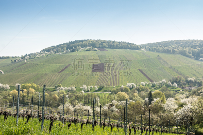 葡萄园,格林威治村,气候,水平画幅,无人,泥土,户外,草,活力,田地