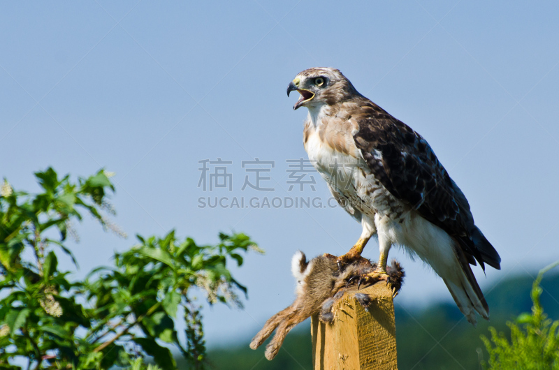 红尾鹰,捕猎行为,捕获的,自然,褐色,野生动物,食肉鸟,水平画幅,鸟类,吃