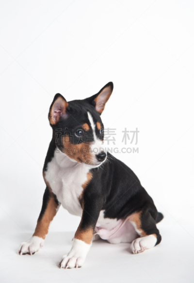 小狗,巴辛吉,白色背景,垂直画幅,纯种犬,小的,可爱的,爪子,动物身体部位,面部表情