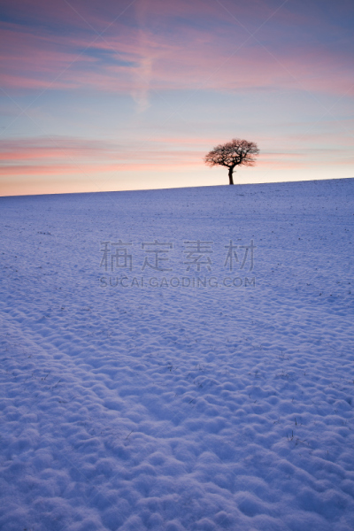 冬天,奥特雷,小无花果树,约克郡谷地,雪橇滑学,苦尽甘来,垂直画幅,留白,雪,英格兰