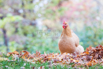叶子,秋天,鸡,树林,浅黄色奥品顿鸡,散养家禽,水平画幅,无人,家禽,鸟类