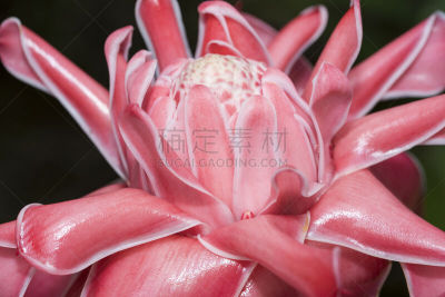 gingerlily,手电筒,红色,美,水平画幅,无人,户外,生姜,特写,仅一朵花