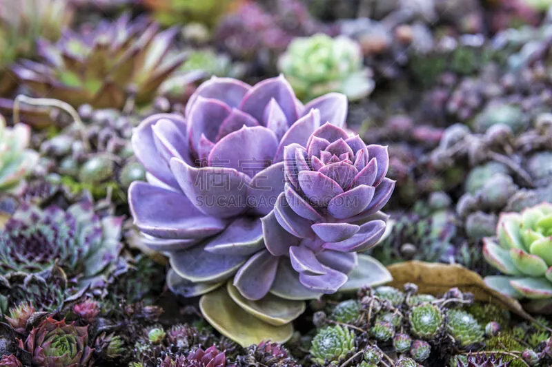 肉质植物 秋天 自然 景观设计 图像 仙人掌 日光 多色的 无人 植物图片素材下载 稿定素材 肉质植物 秋天 自然 景观设计 图像 仙人掌 日光 多色的 无人 植物图片素材下载 稿定素材