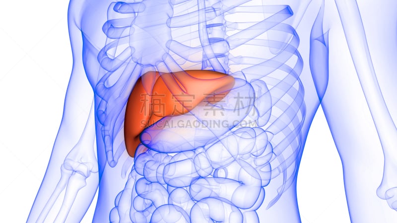 三维图形,人类消化系统,x光,肝脏,部分,背景分离,药,肝炎,脂肪细胞