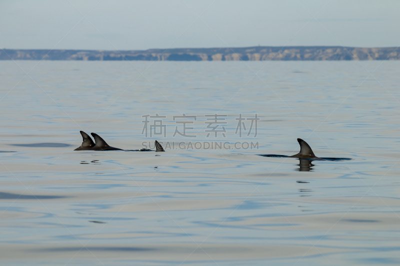 灰黑海豚,水,野生动物,阿根廷,马德林港,水平画幅,瓦尔德斯半岛,海洋,动物主题,水栖哺乳动物