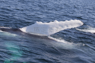 座头鲸,鳍,鱼胸鳍,生物学,濒危物种,汤加,柯德角,野生动物,环境,环境保护