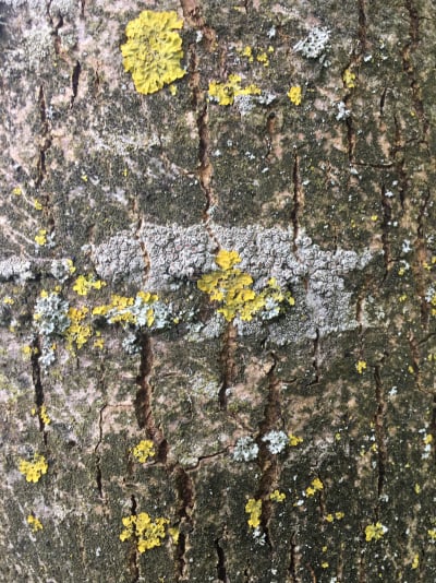 灰树,鹭管鱼,五月,自然,垂直画幅,无人,艾克塞特,爱塞特,植物,英国