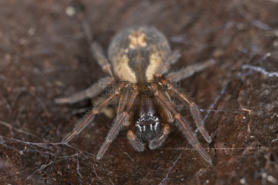 mesh-web spider,木制,蜘蛛,花边,蹼足,褐色,水平画幅,动物身体部位,蜘蛛纲,怪异
