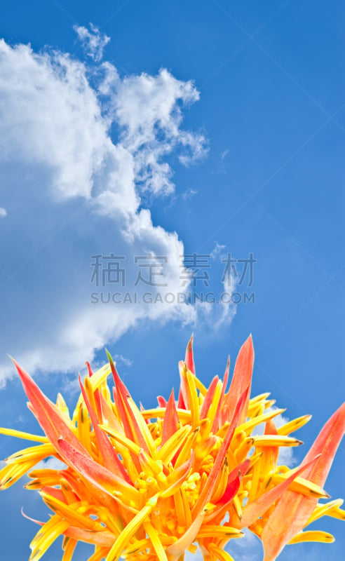 橙色,热带的花,自然,垂直画幅,无人,班戈寇科省,海里康属,泰国,仅一朵花,花