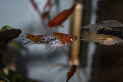 剑尾鱼,动物鳍,鱼缸,水族馆,人工饲养动物,图像,水平画幅,水下,鱼类,摄影