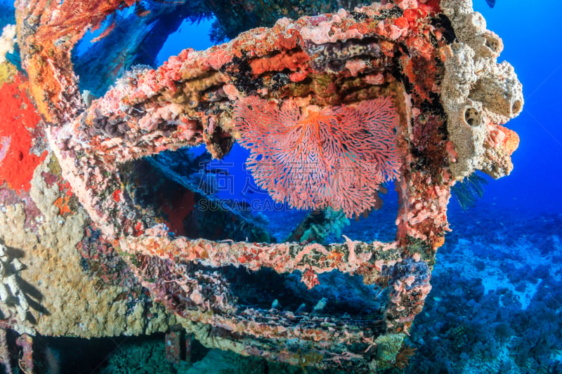 石帆珊瑚虫,小的,濑鱼的清洁鱼,鸡仔鱼,马布岛,indopacific ocean,丑角,硬珊瑚,鱼群