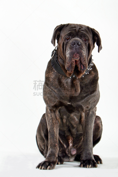 neopolitan獒,獒,垂直画幅,褐色,纯种犬,家畜,巨大的,爪子,白色背景,动物身体部位