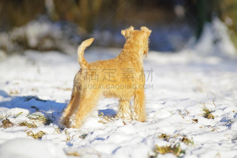 雪,户外,冬天,狗,臀部,lakeland terrier,红色,看风景,好奇心,络腮胡子