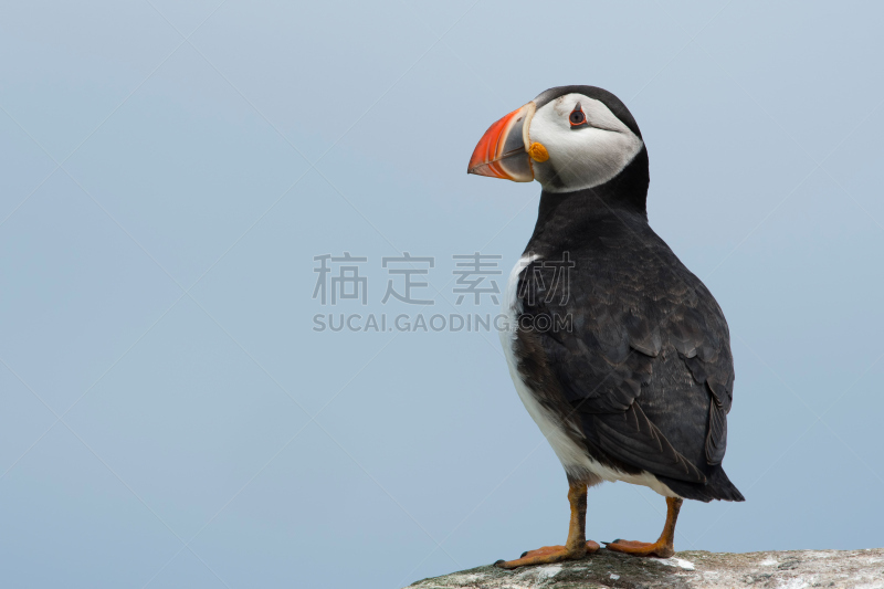 海鸦,大西洋海雀,可爱的,白色,自然,法恩群岛,野生动物,图像,英国,角嘴海雀