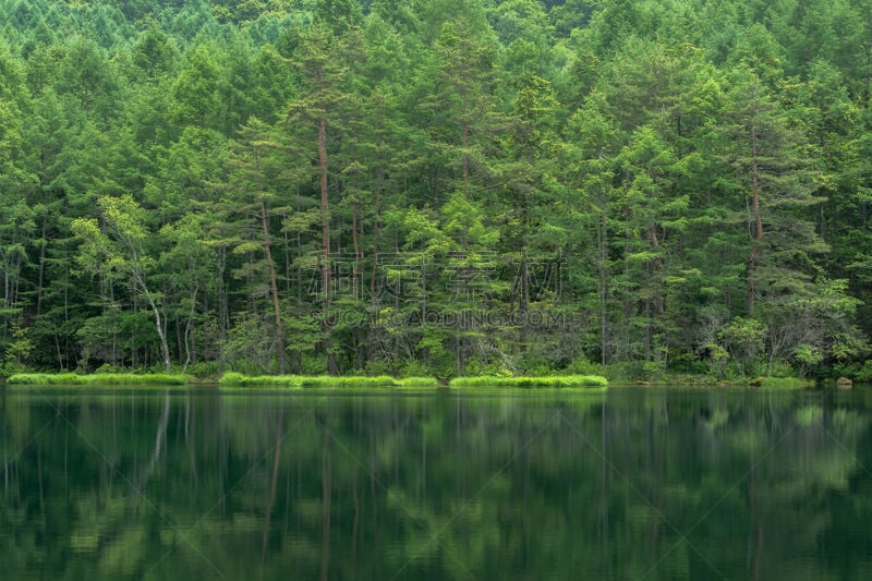 绿色,池塘,水,水平画幅,长野县,无人,夏天,户外,湖,树林