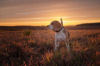 狗,比格犬,背景,自然美,苹果马提尼,九月,肖像,哺乳纲,动物,尾巴
