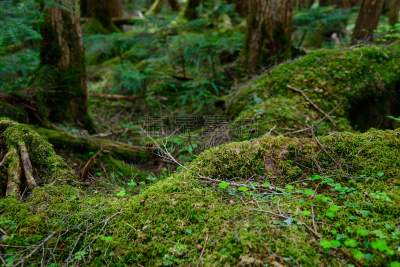 长野县,苔藓,yachiho,森林,苏格兰高地,圣玛丽,美,度假胜地,水平画幅,枝繁叶茂