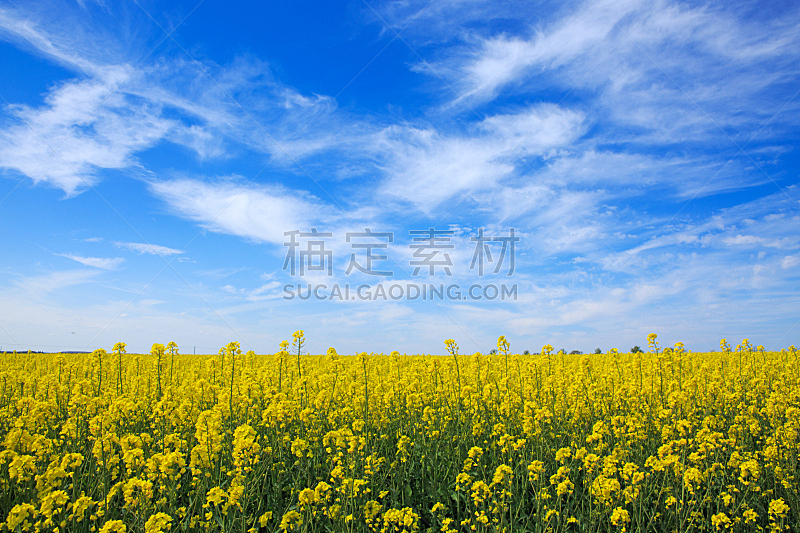 油菜花,天空,田地,蓝色,水平画幅,无人,夏天,户外,草,农作物