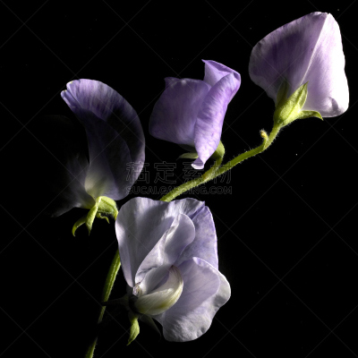 仅一朵花,黑色背景,五月花号船,铃兰,留白,芳香的,无人,户外,特写,花束