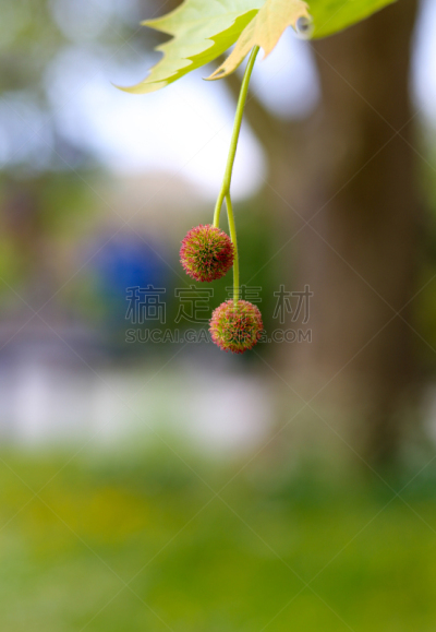 飞机,枫树,伦敦,花,蝶骨,悬铃树,半装,恶作剧,垂直画幅,球