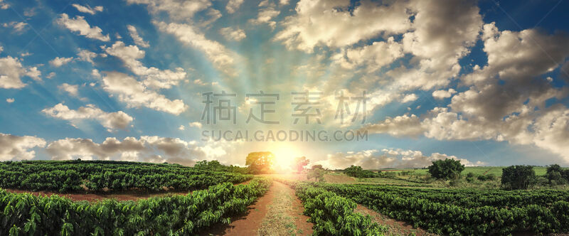 种植园,咖啡,地形,田地,日塔,世华建协地面,法姆维尔,沙尼赛德,海地人,巴西公开赛