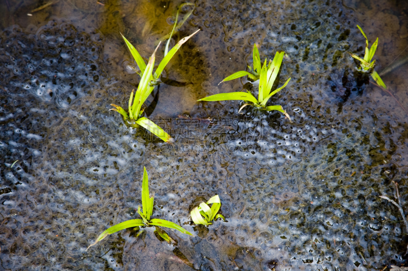 蛙卵,缰绳,水平画幅,纹理效果,无人,苔藓,纯净,户外,干净,草