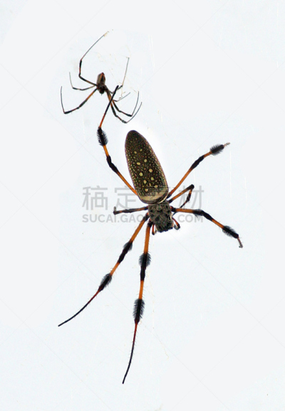 golden silk spider,捕猎行为,等,垂直画幅,野生动物,无人,2015年,动物,黑黄色网状蜘蛛,蜘蛛纲