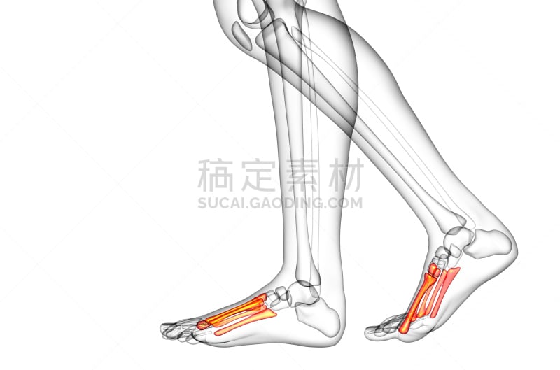 跎骨,健康保健,插画,三维图形,人类骨架,水平画幅,足,人,科学