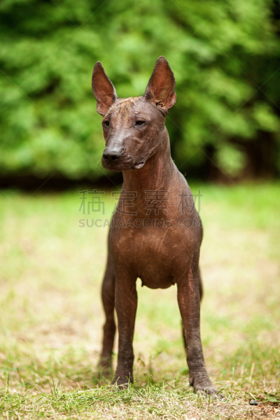 墨西哥人,夏天,纯种犬,白昼,中国冠毛犬,墨西哥无毛犬,动物躯干,丑陋,垂直画幅,美