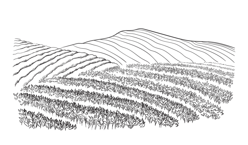 地形,茶树,墨水和刷子,钢笔画,速写本,铅笔画,四元素,天空,绘画插图,古典式预览效果