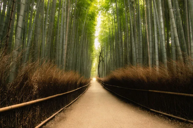 竹林 传统 清新 环境 禅宗 著名景点 京都府 小路 植物 背景图片素材下载 稿定素材