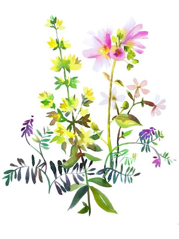 花束 分离着色 水彩画 白色 花图片素材下载 稿定素材 花束 分离着色 水彩画 白色 花图片素材下载 稿定素材