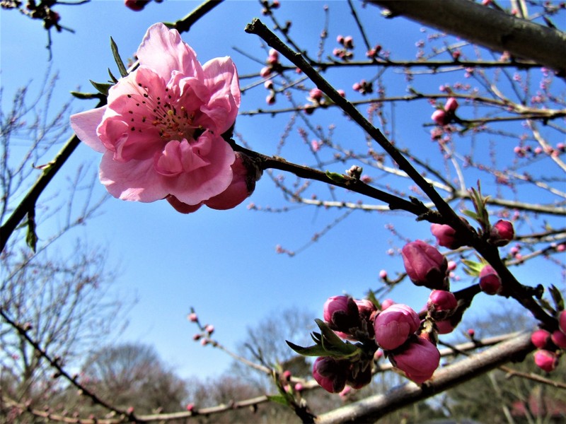 桃,特写,日本,花朵,新的,开端,仅日本人,美术绘画,公园,柔和色预览效果