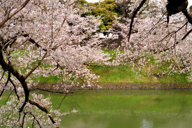 樱之花 弘前城堡 弘前公园 弘前 樱桃树 日本城堡 樱花 自然 水 美图片素材下载 稿定素材 樱之花 弘前城堡 弘前公园 弘前 樱桃树 日本城堡 樱花 自然 水 美图片素材下载 稿定素材