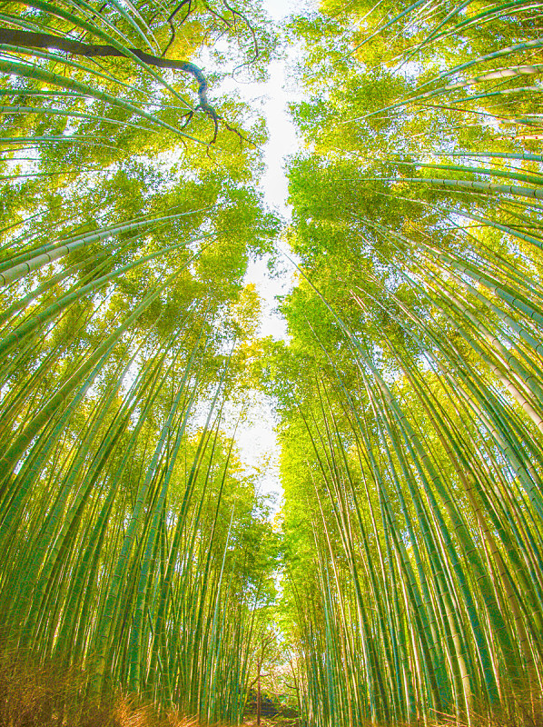 岚山 竹林 日本 京都府 景观设计 环境保护 草 自然美 园林 植物图片素材下载 稿定素材