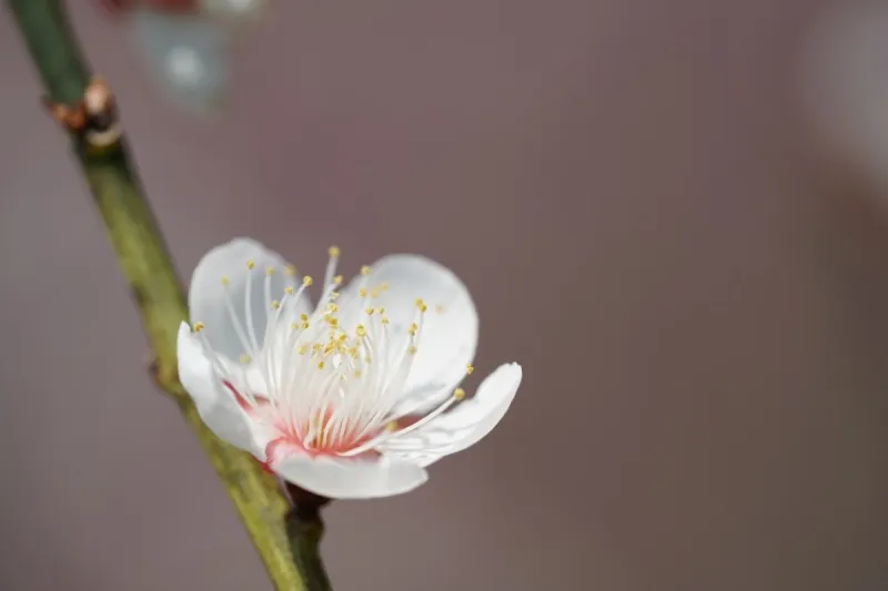 白色 李子 平和 环境 仅一朵花 公园 色彩鲜艳 自然美 梅子 户外图片素材下载 稿定素材